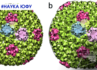 Ученые ЮФУ изучают факторы, влияющие на форму вирусов